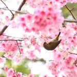 Cvetanje Japanske tresnje