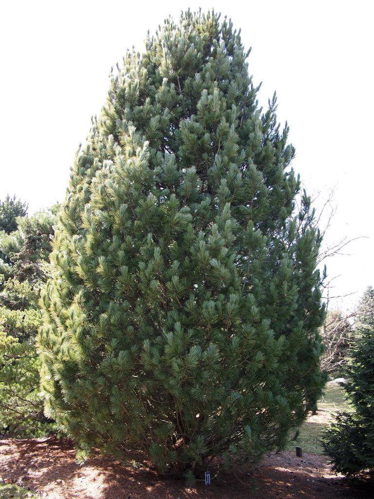 Pinus cembra Conica - Kupasti bor. Visina sadnice 0,6m, cena 3.500,oo dinara
